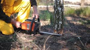 Best Hazardous Tree Removal  in Amherst, VA