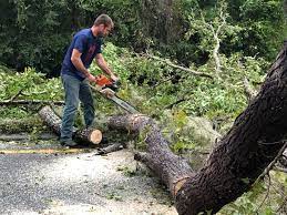 Best Emergency Tree Removal  in Amherst, VA