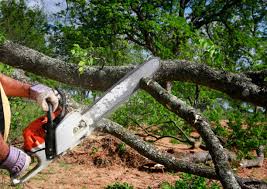 Best Lot and Land Clearing  in Amherst, VA