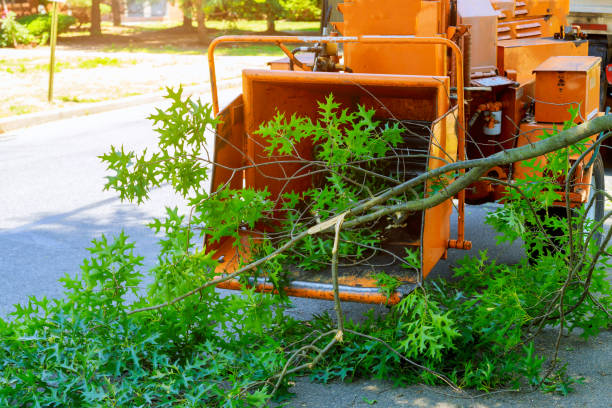 Best Lawn Irrigation Installation and Maintenance  in Amherst, VA