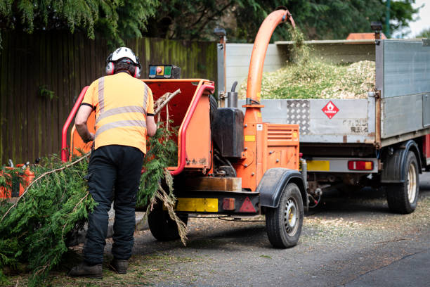 Professional Tree Services in Amherst, VA