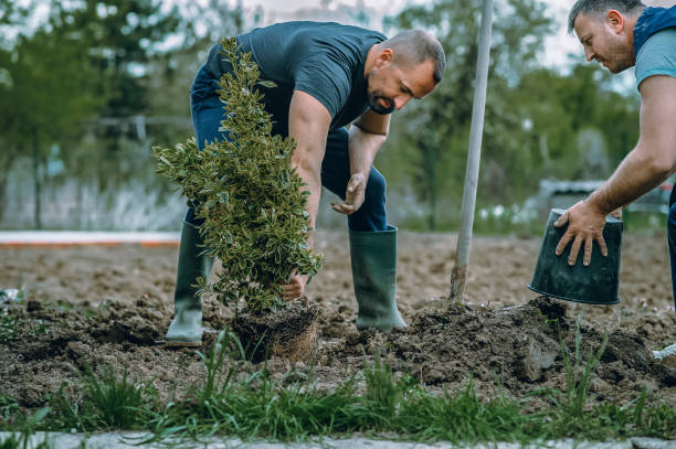 Best Lawn Grading and Leveling  in Amherst, VA