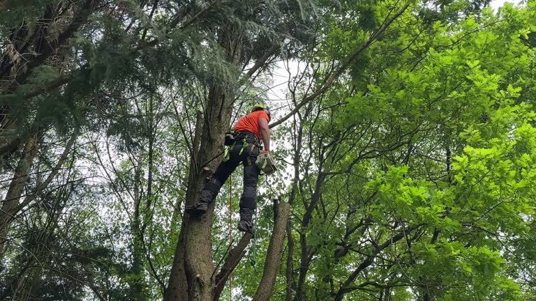 Best Tree Maintenance Programs  in Amherst, VA