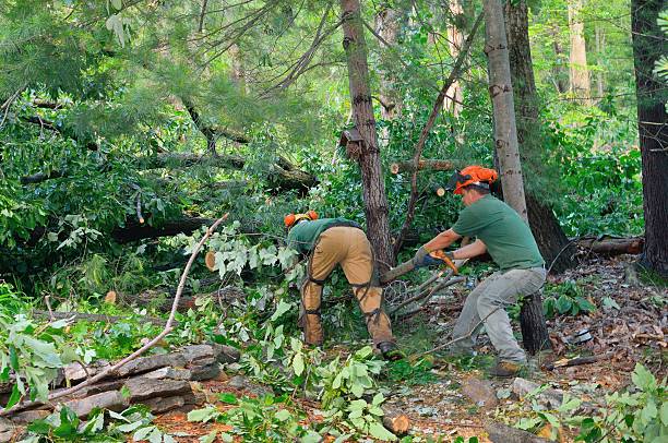 Best Stump Grinding and Removal  in Amherst, VA