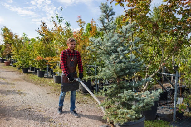 Best Tree Trimming and Pruning  in Amherst, VA