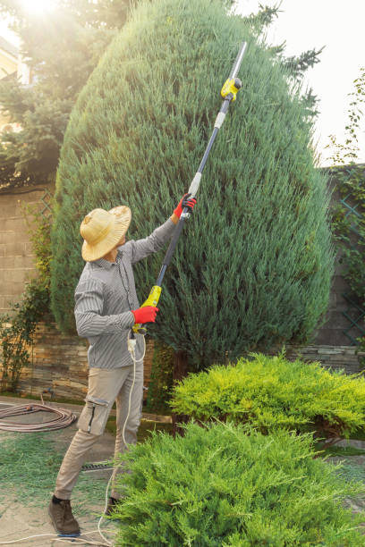 Best Landscape Design and Installation  in Amherst, VA